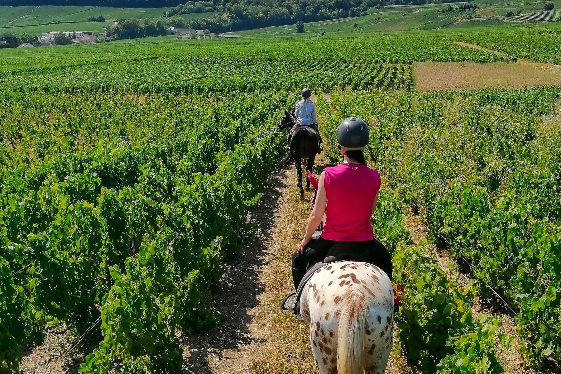Balade à cheval dans les vignobles Deux cavaliers qui se baladent à cheval dans les vignobles