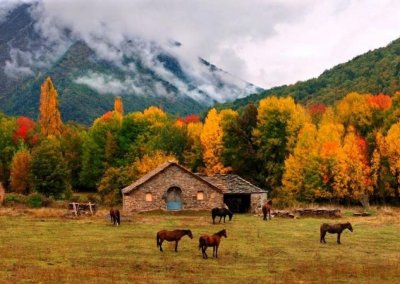 Un groupe de chevaux dans la Forêt d'Orient en automne