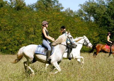 3 cavaliers sur leurs chevaux au trot dans un champs
