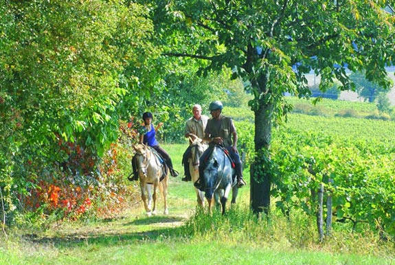 Balade en forêt et dans les vignobles Un groupe de cavaliers se baladant à cheval dans une forêt bordée de vignobles